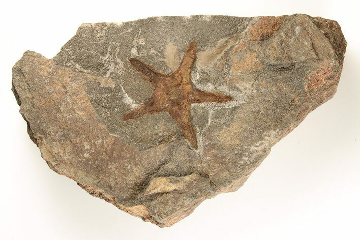 Ordovician Starfish (Petraster?) Fossil - Morocco #195860
